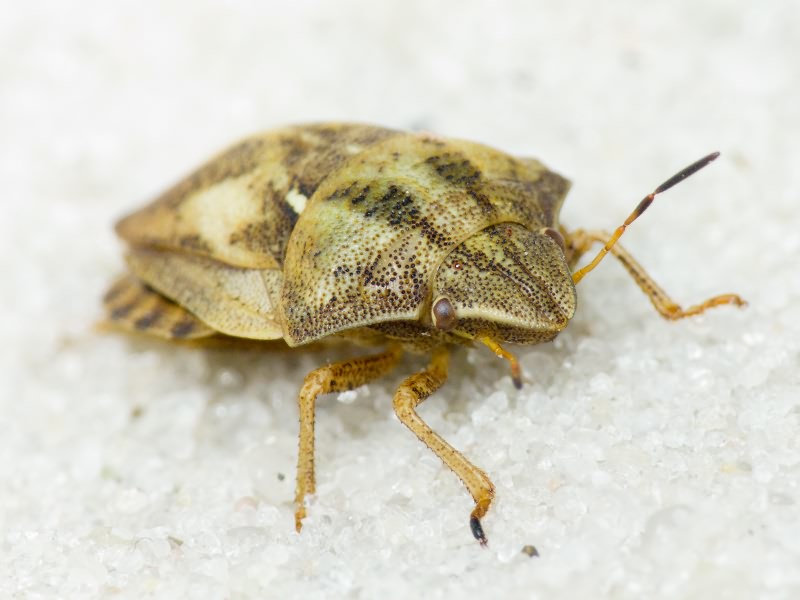 Eurygaster testudinaria (Geoffroy, 1785)